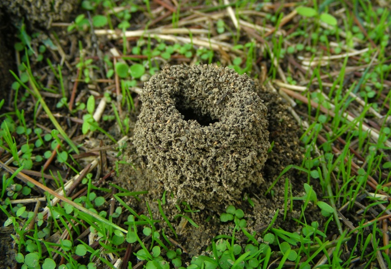 strutture esterne di formicaio:  Pheidole pallidula